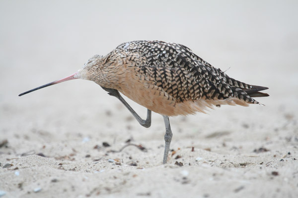 Long-billed Curlew